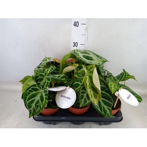 Anthurium   ...