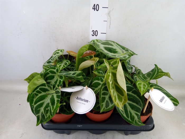 <h4>Anthurium   ...</h4>