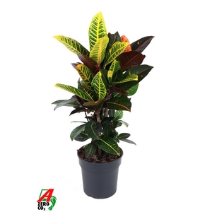 Codiaeum Petra vertakt P19