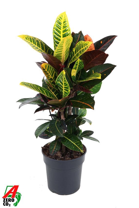 <h4>Codiaeum Petra vertakt P19</h4>