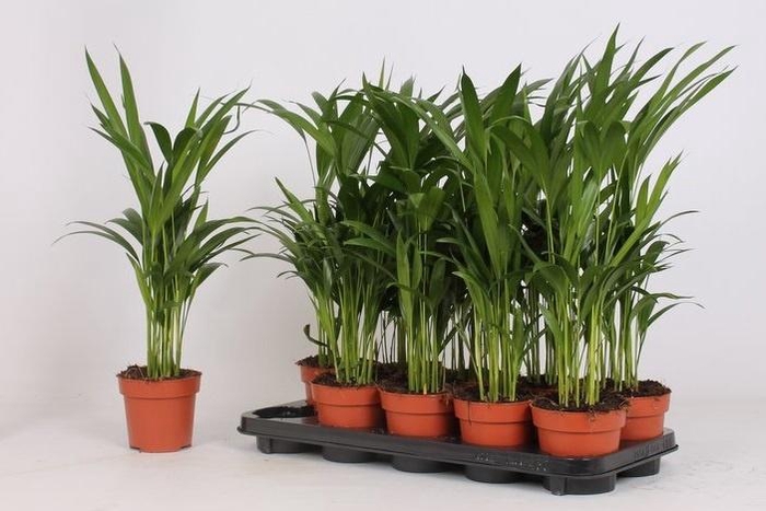 <h4>DYPSIS LUTESCENS</h4>