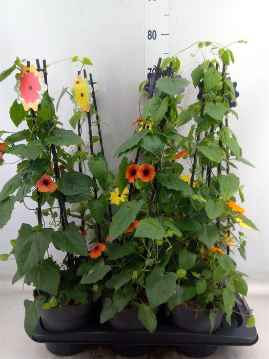 <h4>Thunbergia alata</h4>