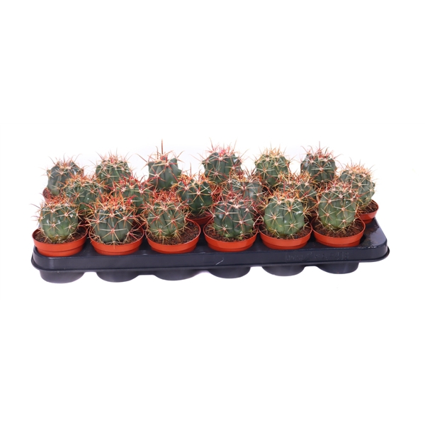 <h4>Ferocactus townsendianus canarias 8,5 cm</h4>