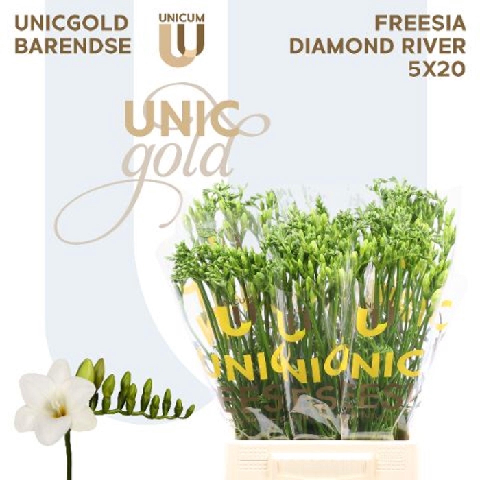<h4>Freesia enk Diamond River</h4>