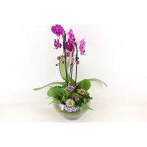 arr2 PL - Glas Olay phal lila