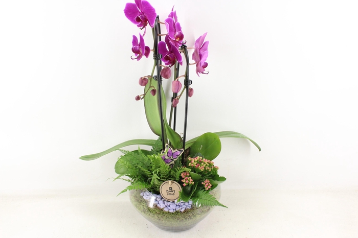 <h4>arr2 PL - Glas Olay phal lila</h4>