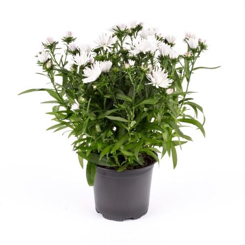 <h4>ASTER-HYBRID p11 wit</h4>