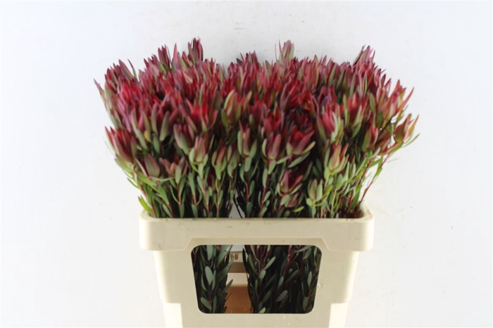 <h4>Leucad Sal Blush Ex</h4>