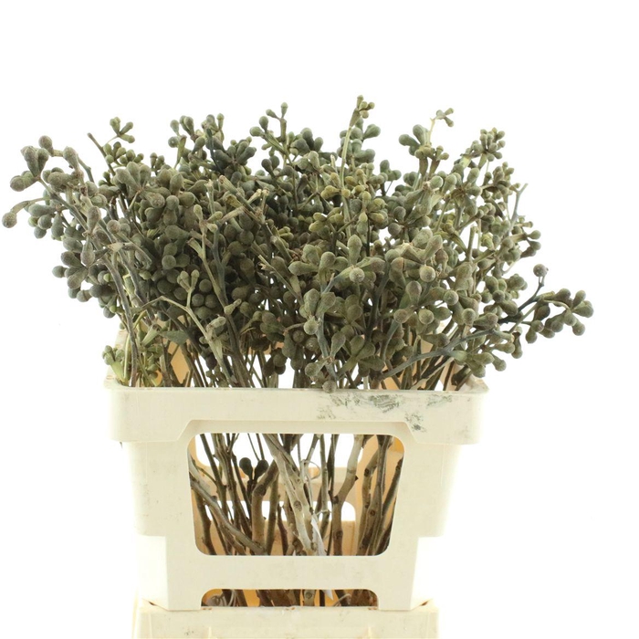 <h4>Euca Berries X5</h4>