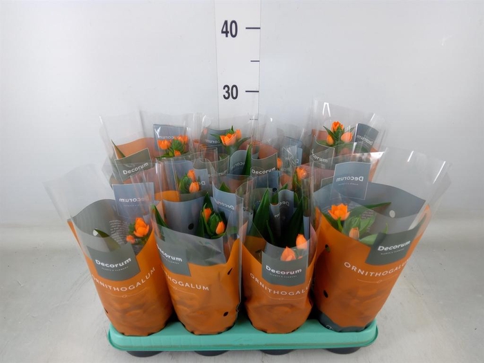 <h4>Ornithogalum dubium</h4>