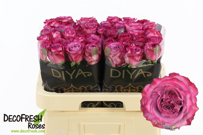 <h4>R Gr Garcia</h4>