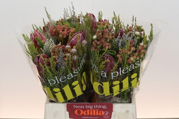 <h4>BQ Protea 3 Flowers</h4>