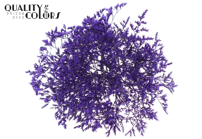 <h4>Limonium Tataricum per bunch Purple</h4>