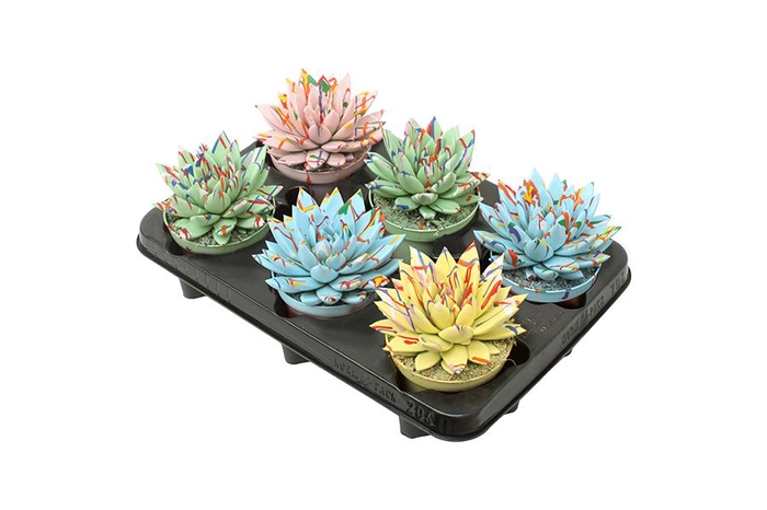 <h4>Echeveria  'Miranda'</h4>