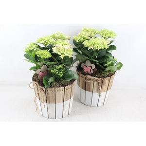 arr4 Outdoor MB - Hort. roze Duo pot 285/5