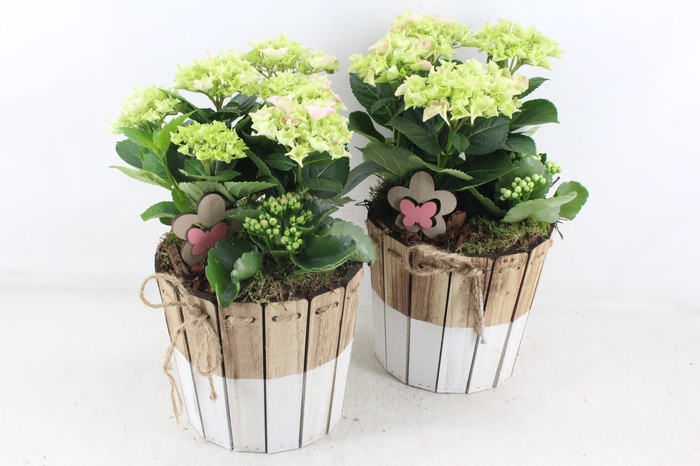 <h4>arr4 Outdoor MB - Hort. roze Duo pot 285/5</h4>