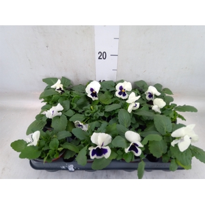 Viola wr. 'Colossus White wBlotch'