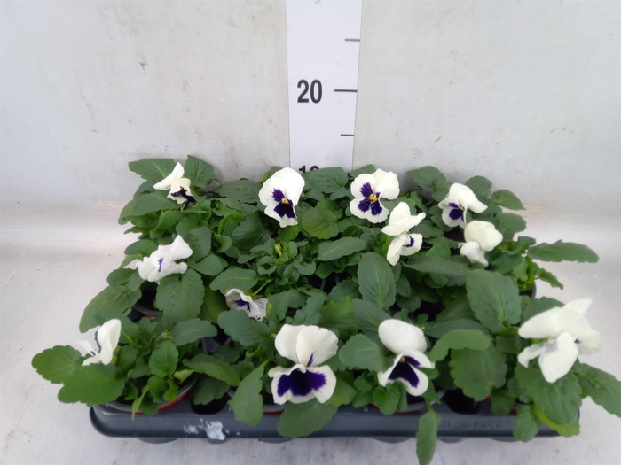 <h4>Viola wr. 'Colossus White wBlotch'</h4>