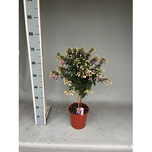 FUCHSIA OV
