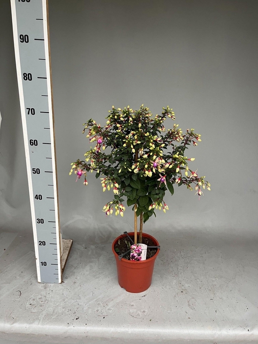 <h4>FUCHSIA OV</h4>