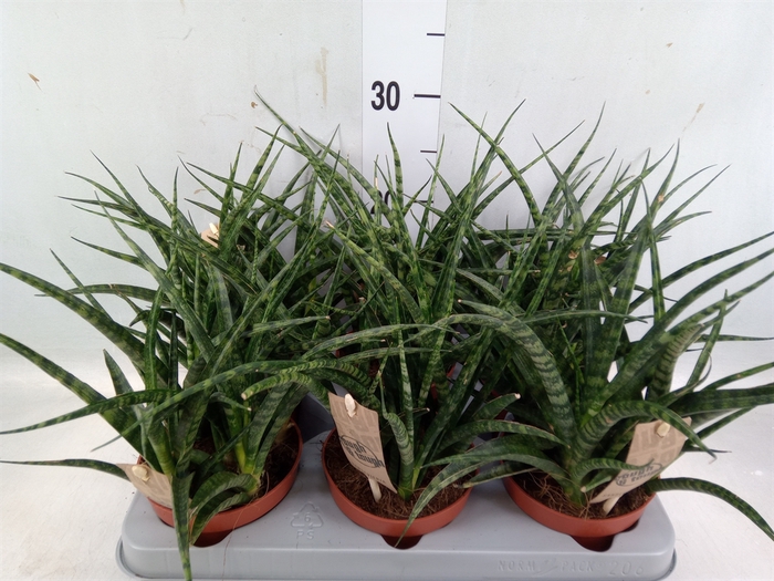 <h4>Sansevieria  'Fernwood'</h4>