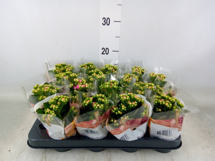 <h4>Kalanchoe blos. 'RosDon Alano'</h4>