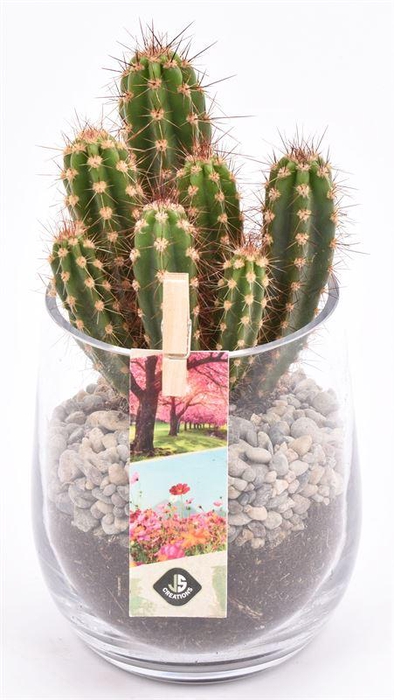 <h4>Glas cilinder 9/11cm</h4>