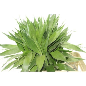 FOLH DRAC SANDERIANA 060 CM