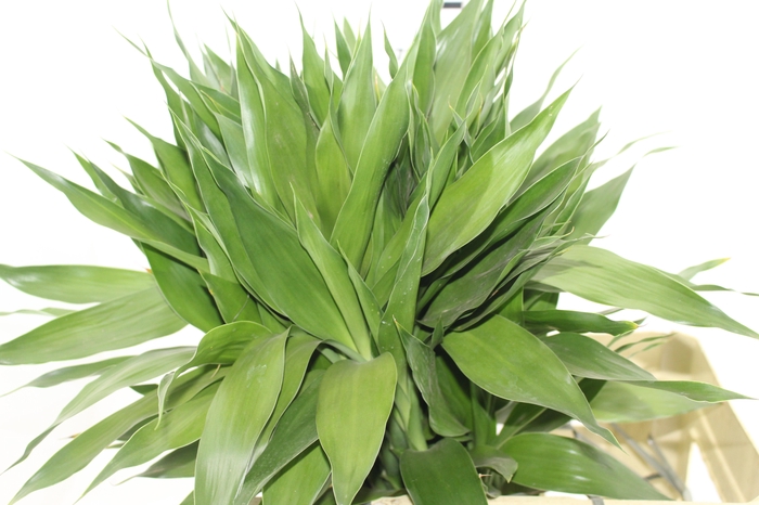 <h4>FOLH DRAC SANDERIANA 060 CM</h4>