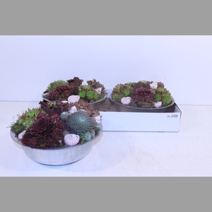 ARR SEMPERVIVUM