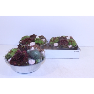 ARR SEMPERVIVUM