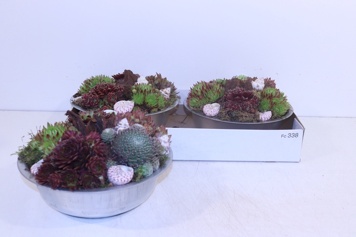 <h4>ARR SEMPERVIVUM</h4>