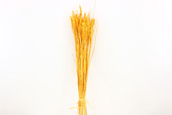 <h4>Dried Triticum Bleached Apricot Bunch</h4>