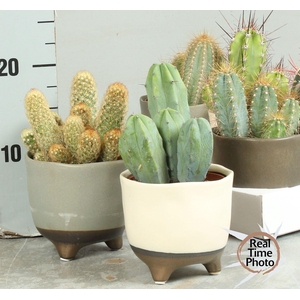 CACTUS OV