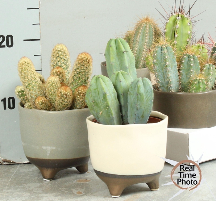 <h4>CACTUS OV</h4>