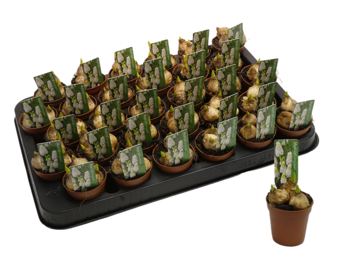 <h4>MUSCARI WHITE MAGIC P5</h4>