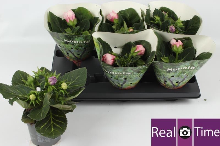 <h4>SINN SONATA GEM</h4>