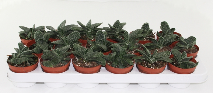 <h4>Gasteria Minor</h4>