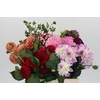 Dahlia Gemengd in fust