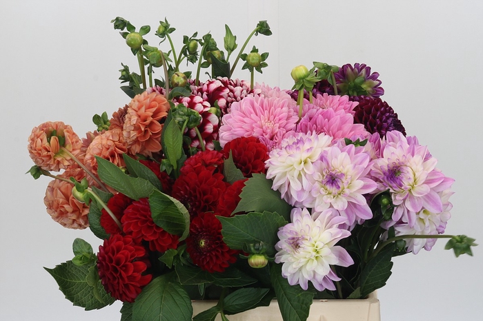 <h4>Dahlia Gemengd in fust</h4>
