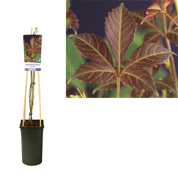 <h4>Parthenocissus 'Henryana' +light label</h4>