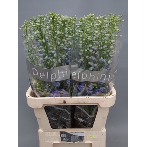 DELPH DU TRIT D BLUE