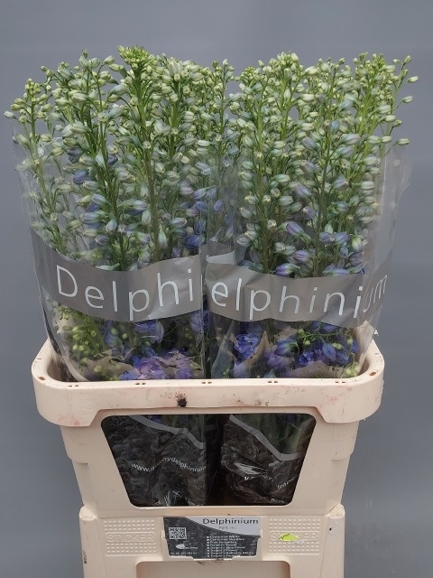 <h4>DELPH DU TRIT D BLUE</h4>