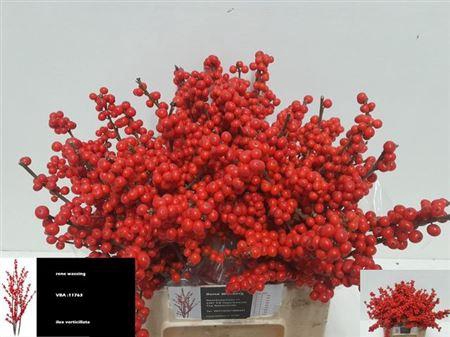 <h4>Ilex Ve Rode Bes</h4>