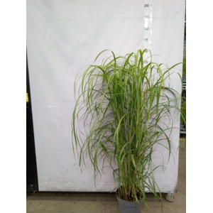Miscanthus sin.