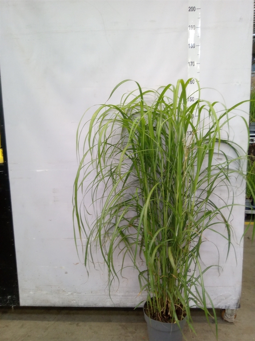 <h4>Miscanthus sin.</h4>