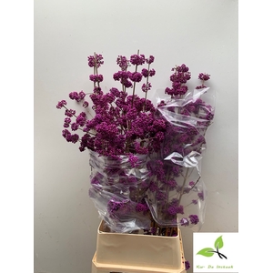 CALLICARPA BOD PROFU