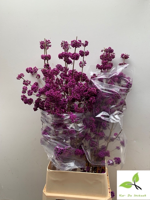 <h4>CALLICARPA BOD PROFU</h4>