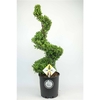 Ilex crenata 'Dark Green' Spiral 90-100cm metal frame