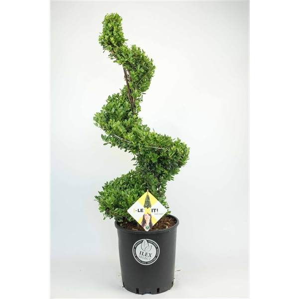 Ilex crenata 'Dark Green' Spiral 90-100cm metal frame